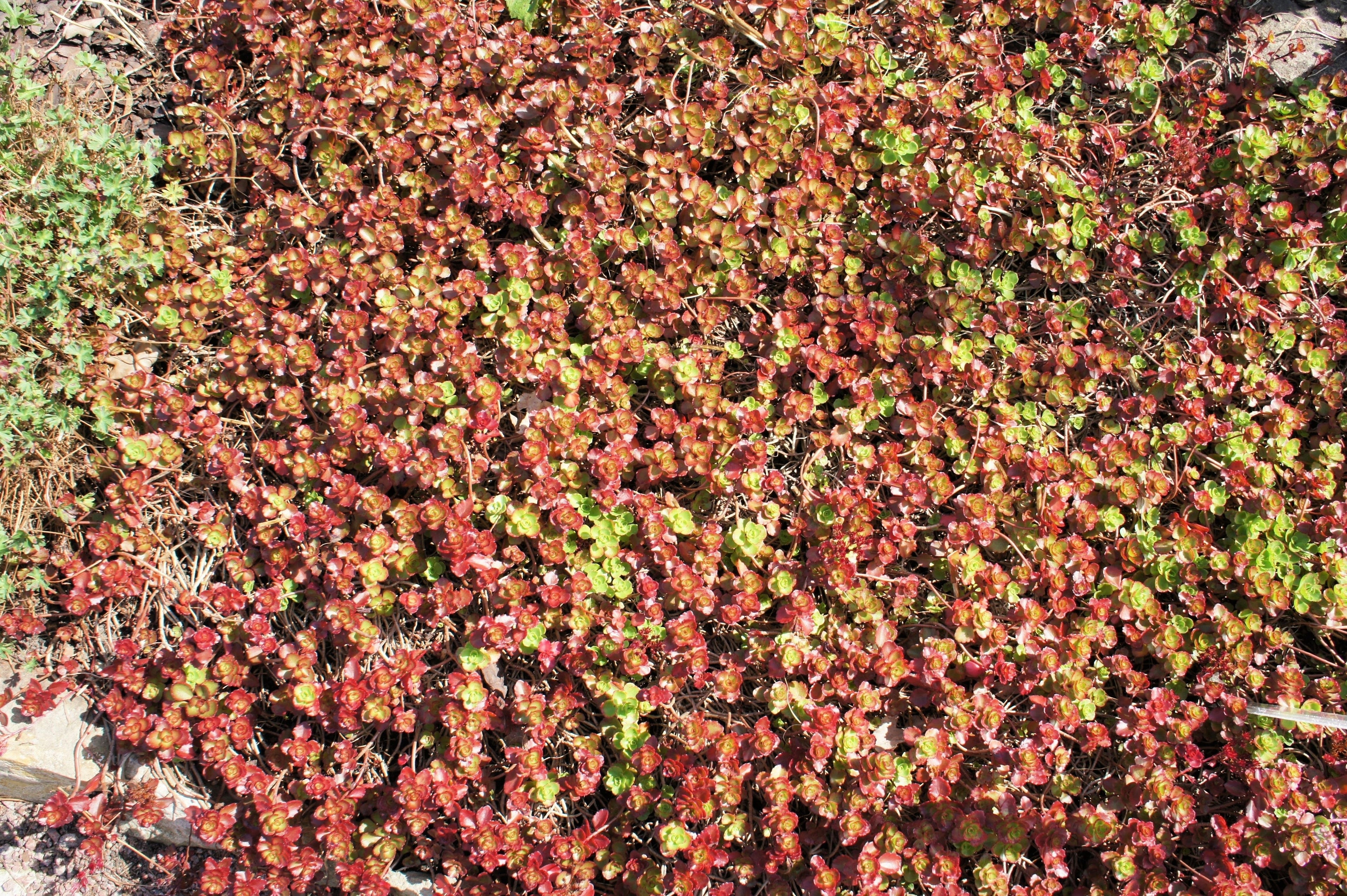 50 Red DRAGONS BLOOD SEDUM Stonecrop Sedum Spurium Flower Seeds