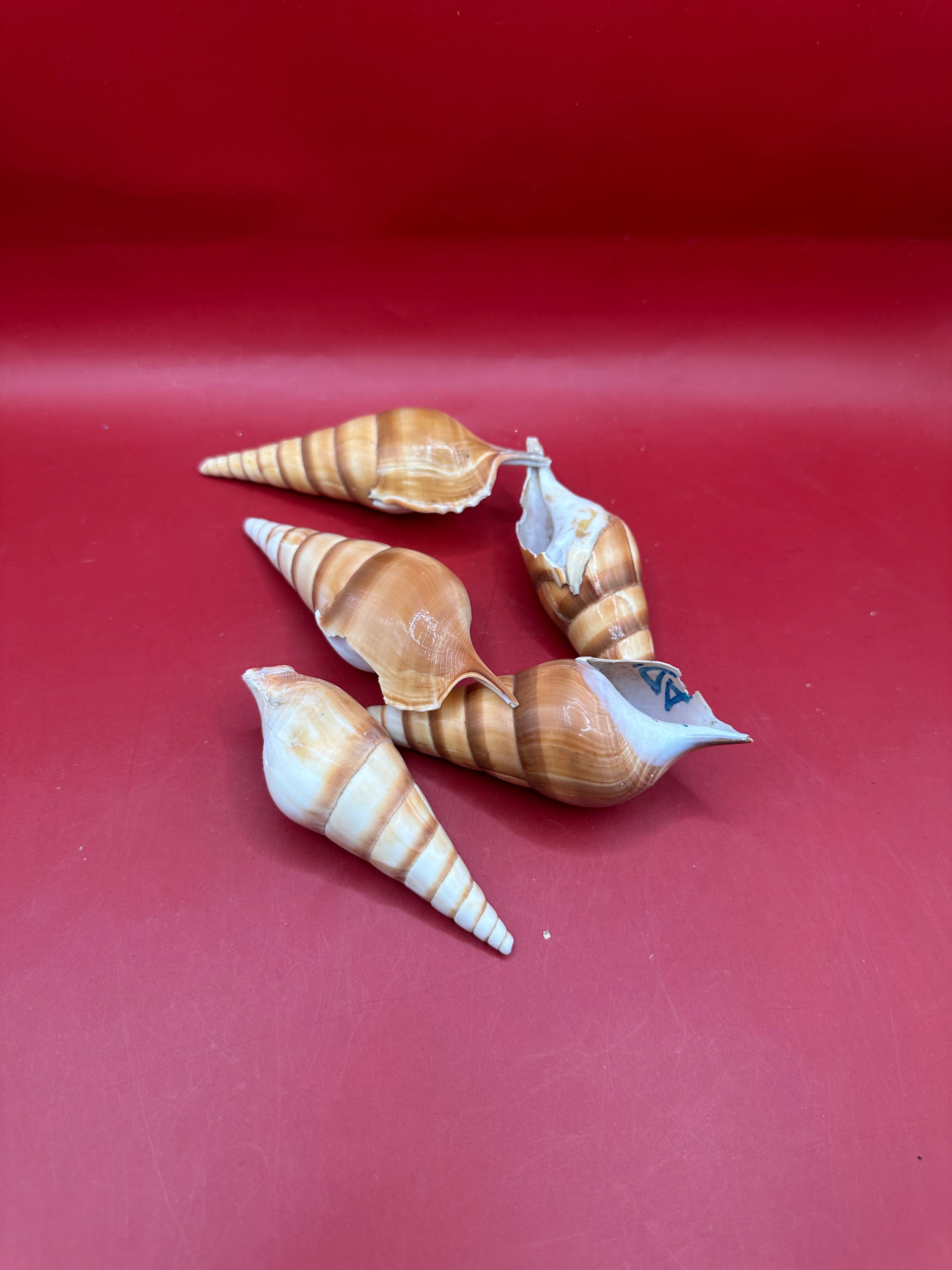 Bulk Arabian Tibia Spindle Shells – 3–5” for Crafting & DIY Projects