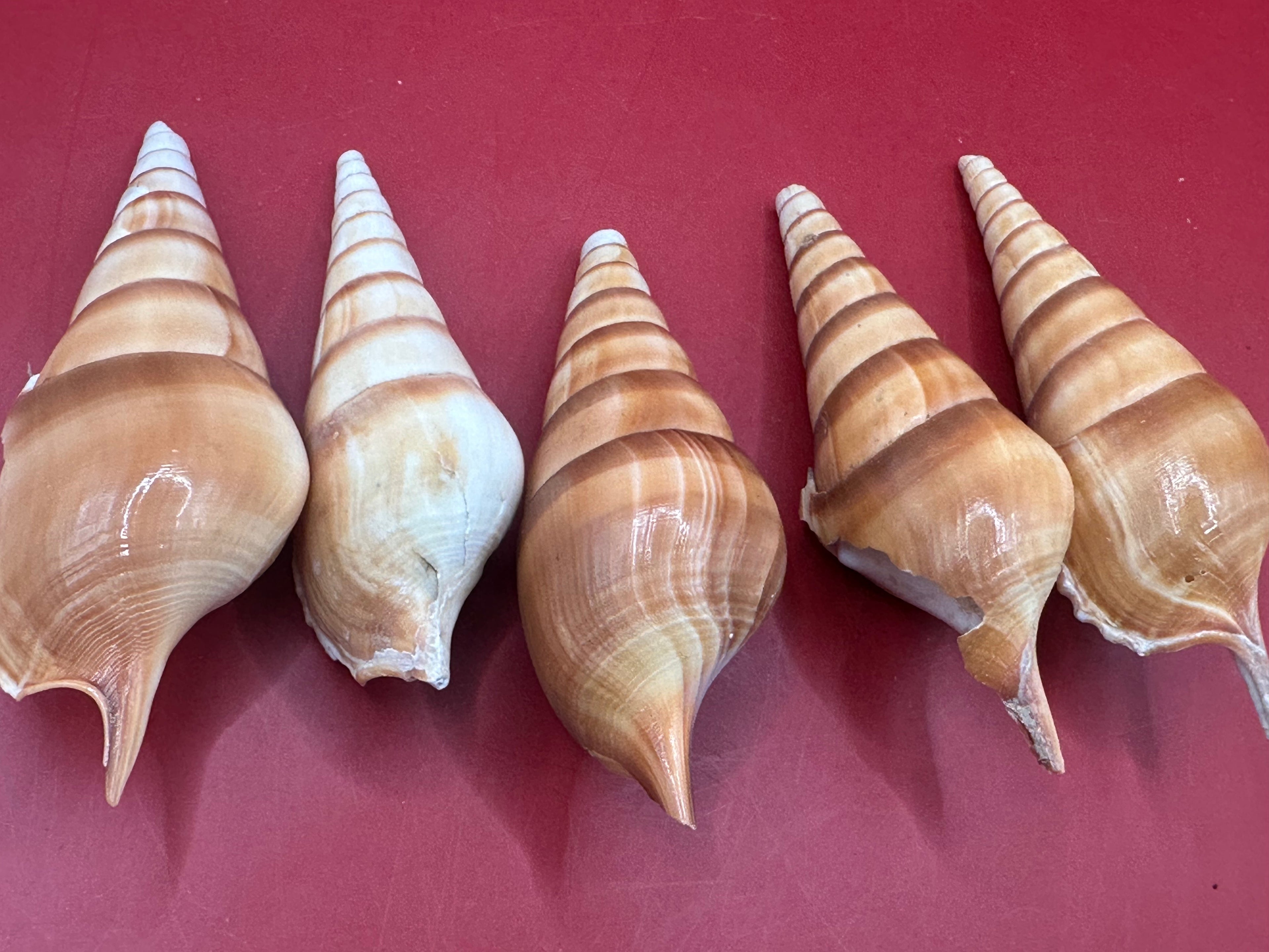 Bulk Arabian Tibia Spindle Shells – 3–5” for Crafting & DIY Projects