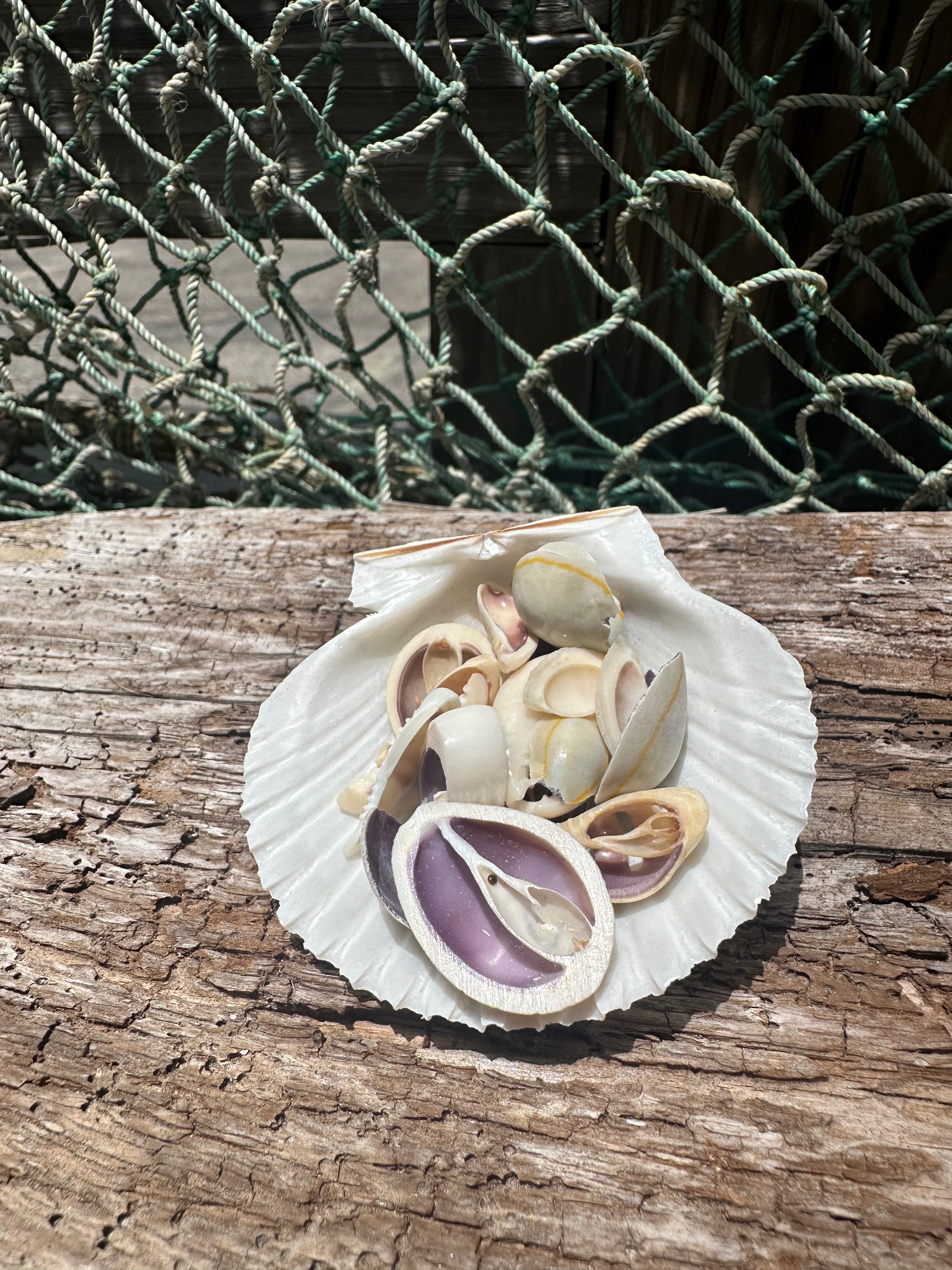 Sliced Cut Purple Cowry Shell
