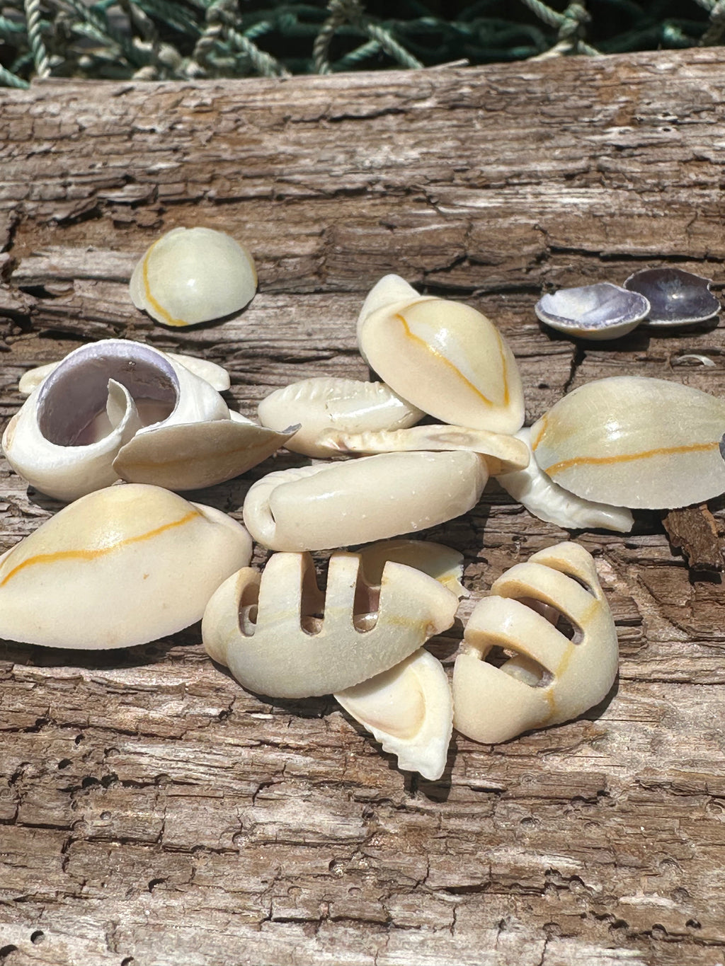 Sliced Cut Purple Cowry Shell
