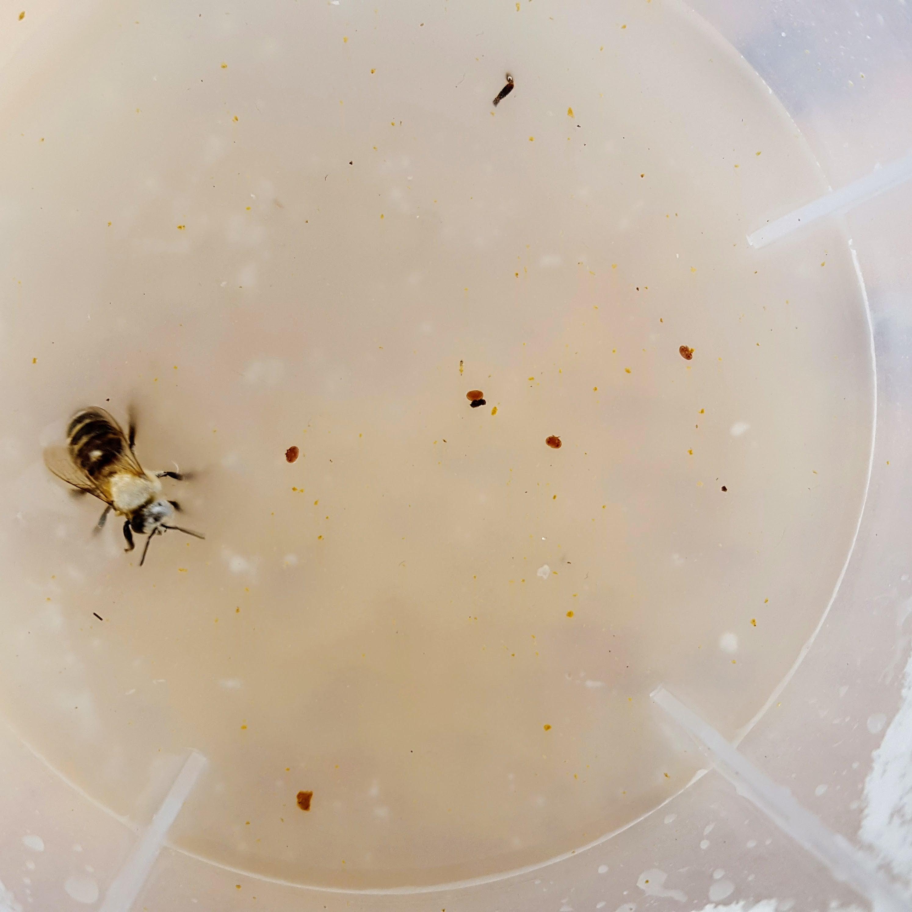 Varroa Easy Check