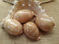 Pacific Deer Calf Cowrie Shell Cypraea Vitellus