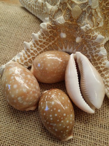 Pacific Deer Calf Cowrie Shell Cypraea Vitellus