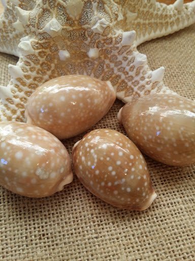 Pacific Deer Calf Cowrie Shell Cypraea Vitellus