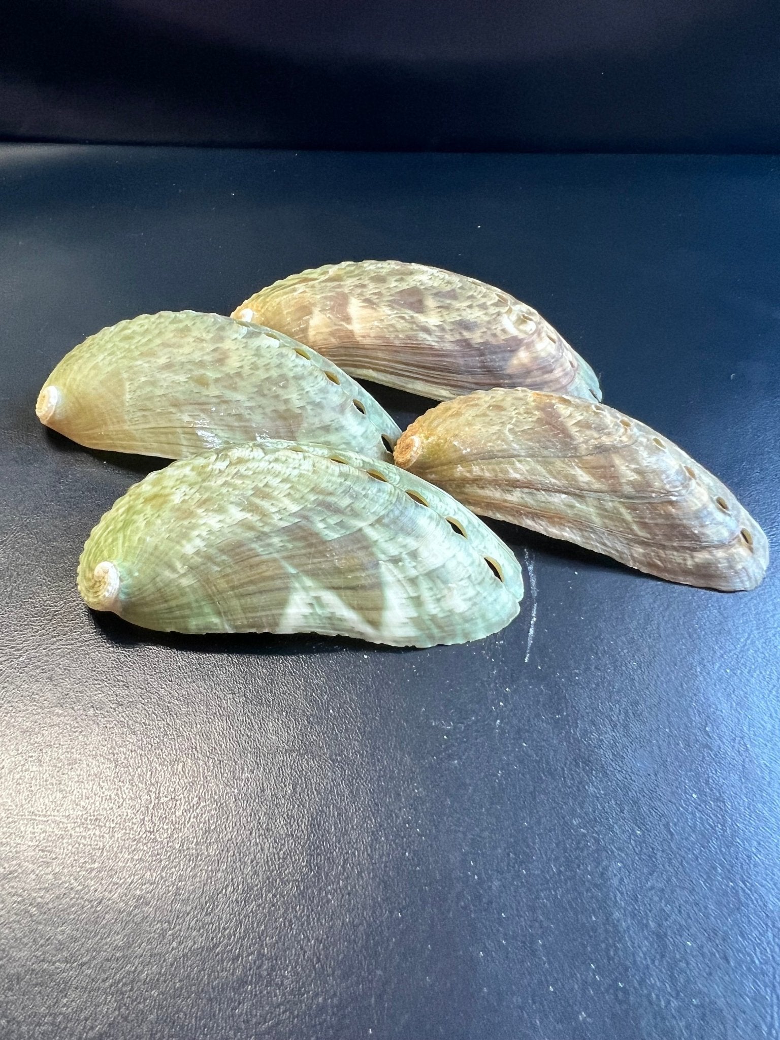 Mule Ear Abalone Shells – Haliotis asinina/asiana – 2-3"