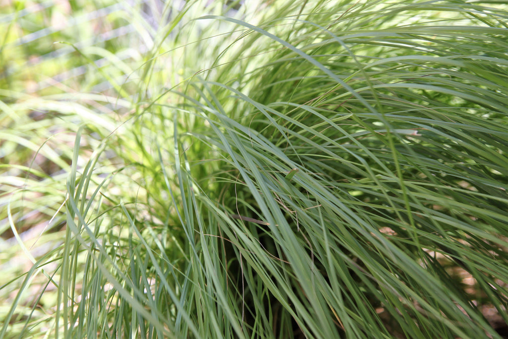 200 WEEPING LOVE GRASS Ornamental African Lovegrass Eragrostis Curvala Seeds
