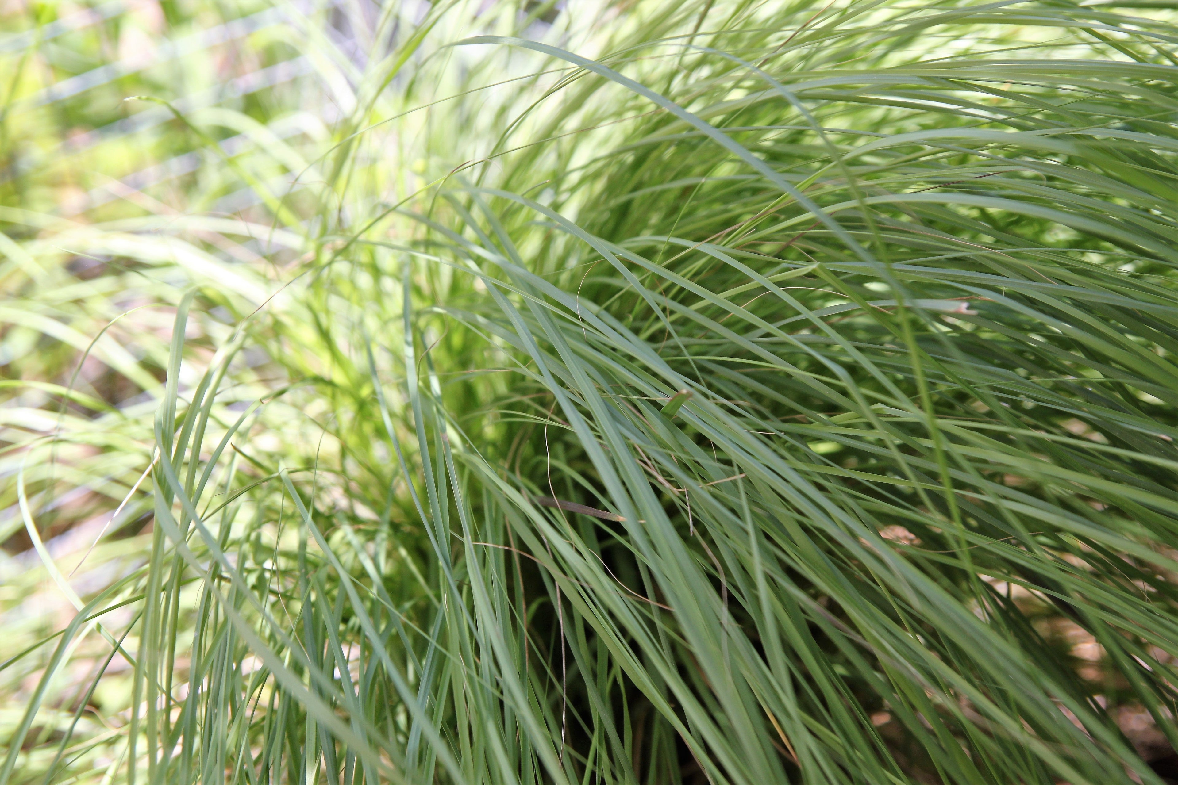 200 WEEPING LOVE GRASS Ornamental African Lovegrass Eragrostis Curvala Seeds
