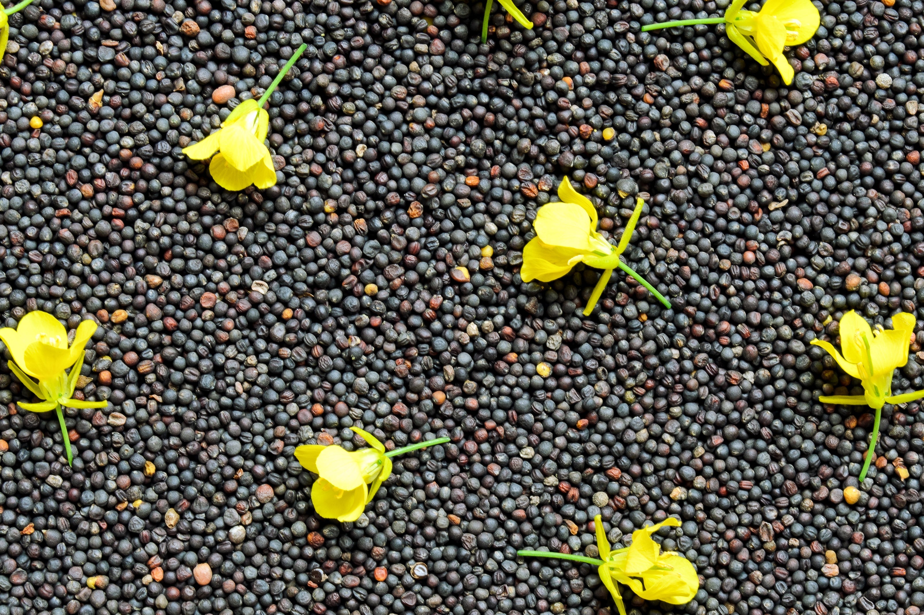 1000 Dwarf ESSEX RAPE KALE Rapeseed Brassica Napus Vegetable Seeds