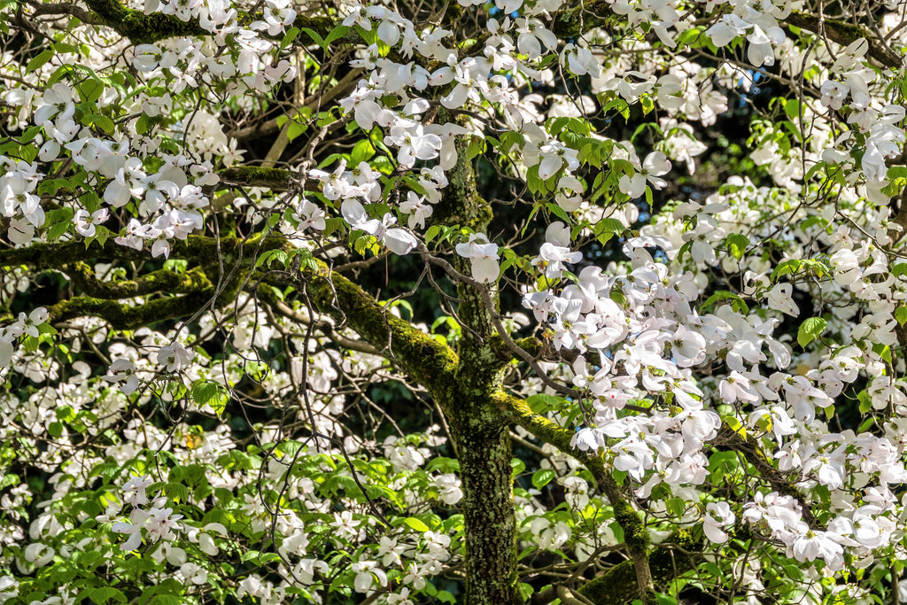 10 American WHITE FLOWERING DOGWOOD Small Tree Cornus Florida Seeds