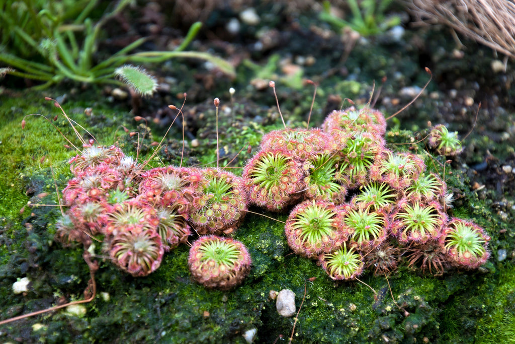 10 CARNIVOROUS SUNDEW PLANT Drosera Flower Seeds