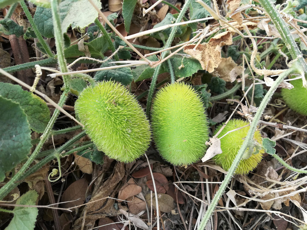 10 WOOLY BEAR GOURD Hedgehog Cucumis Dipsaceus Fuzzy Green Ornamental Seeds