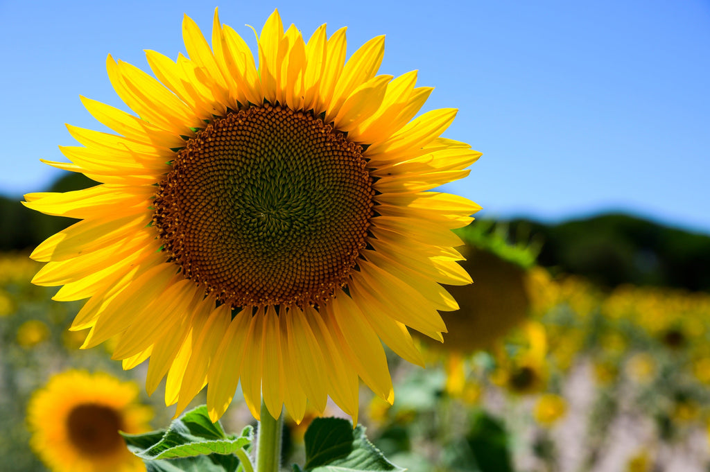 25 EBONY & GOLD SUNFLOWER Helianthus Annuus Flower Seeds