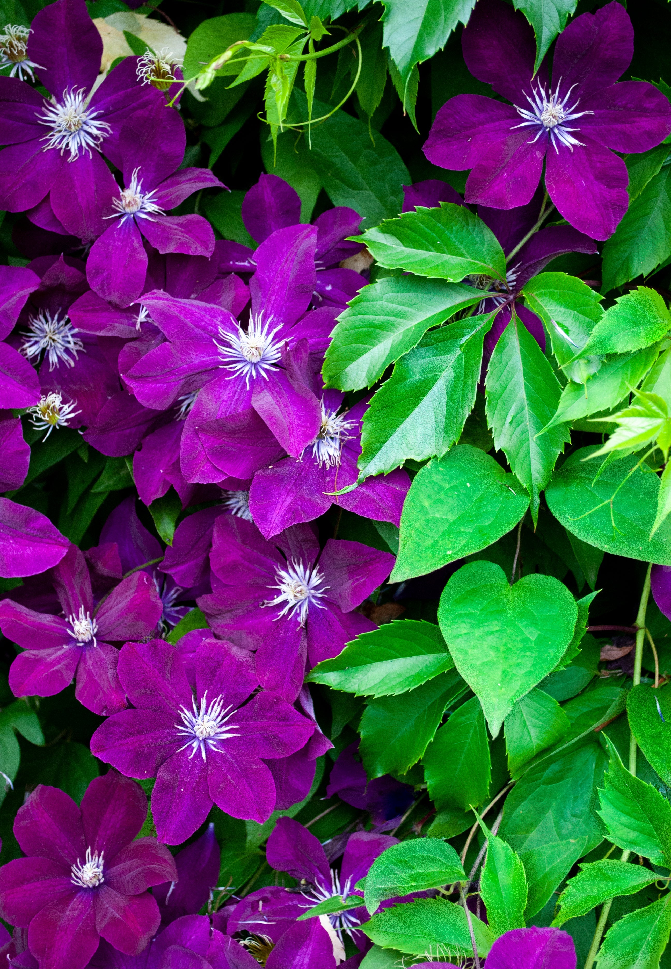 10 MIXED HYBRID CLEMATIS Hybrida Red Purple Pink Blue Bicolor Flower Vine Seeds