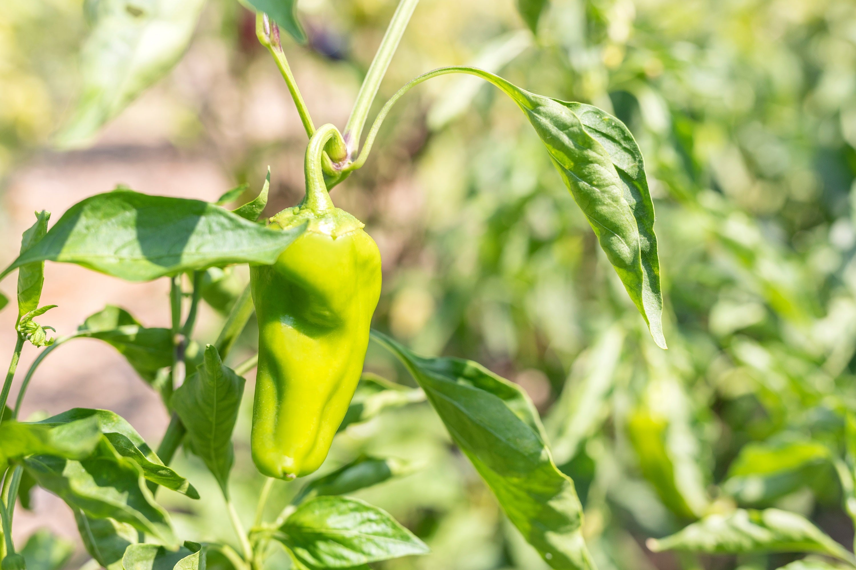 75 CUBANELLE PEPPER (Italian Sweets / Banana Pepper / Italian Frying Pepper) Capsicum Annuum Vegetable Seeds