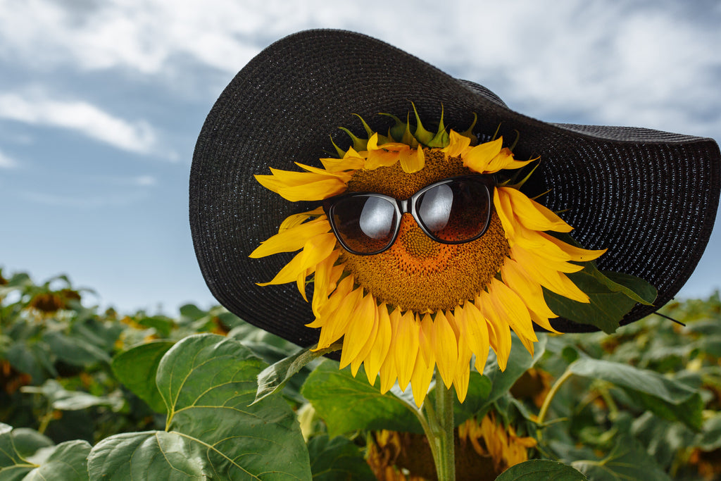 25 EBONY & GOLD SUNFLOWER Helianthus Annuus Flower Seeds