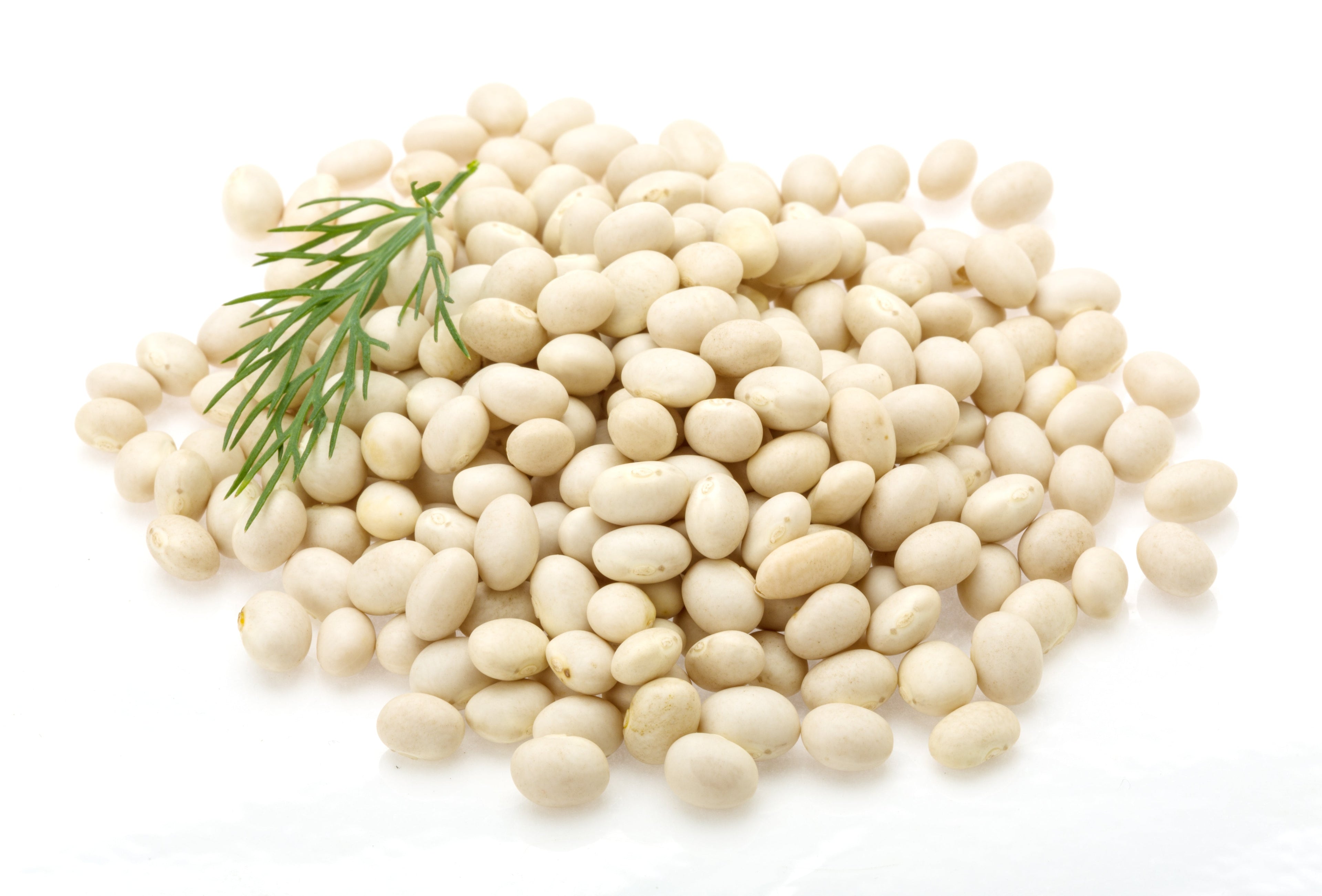 50 White GREAT NORTHERN BEAN Bush Phaseolus Vulgaris Vegetable Seeds