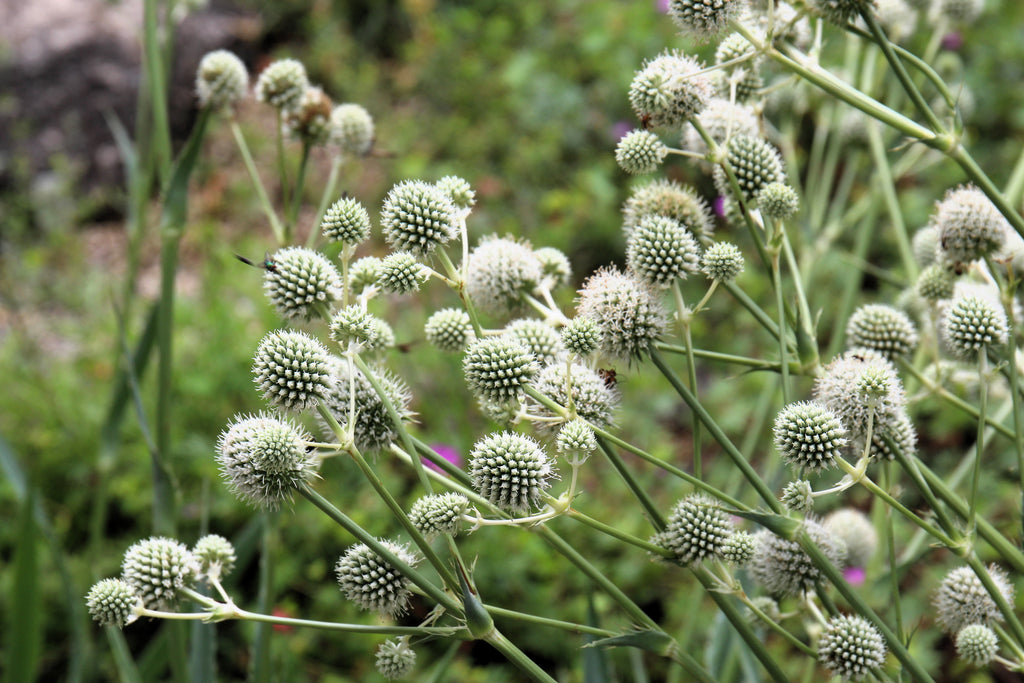 200 RATTLESNAKE MASTER / Button Snakeroot  Eryngium Yuccifolium Flower Seeds