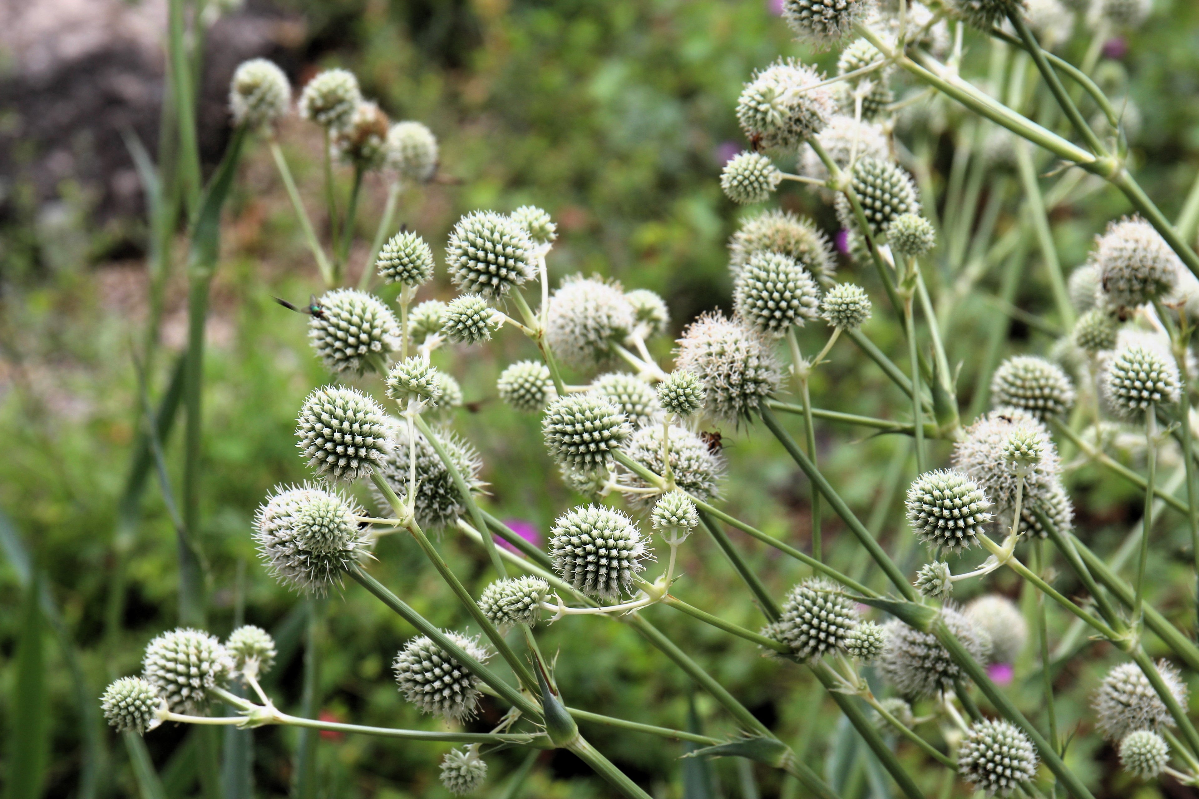 200 RATTLESNAKE MASTER / Button Snakeroot  Eryngium Yuccifolium Flower Seeds