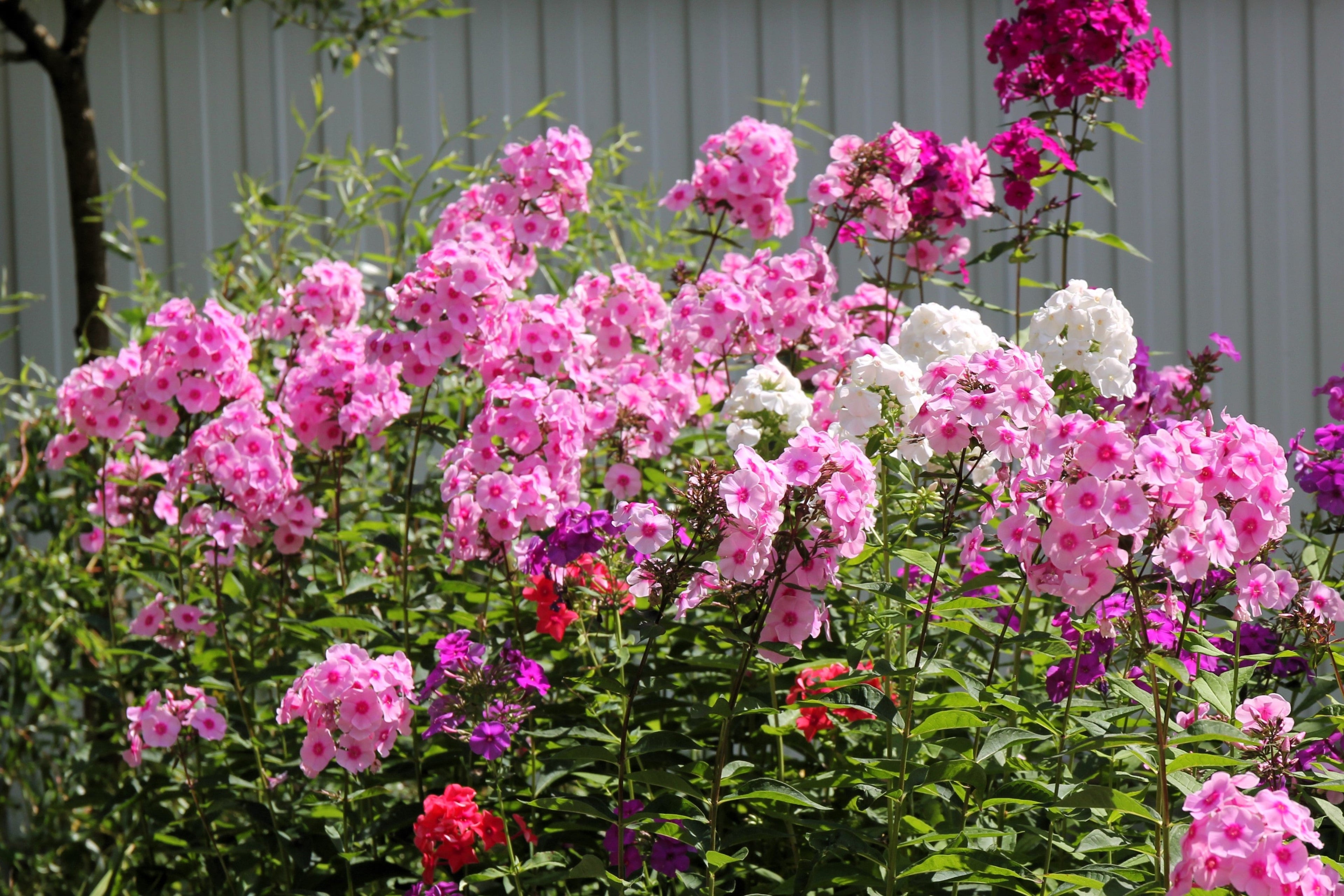 100 PINK DRUMMOND PHLOX Phlox Drummondii Flower Seeds