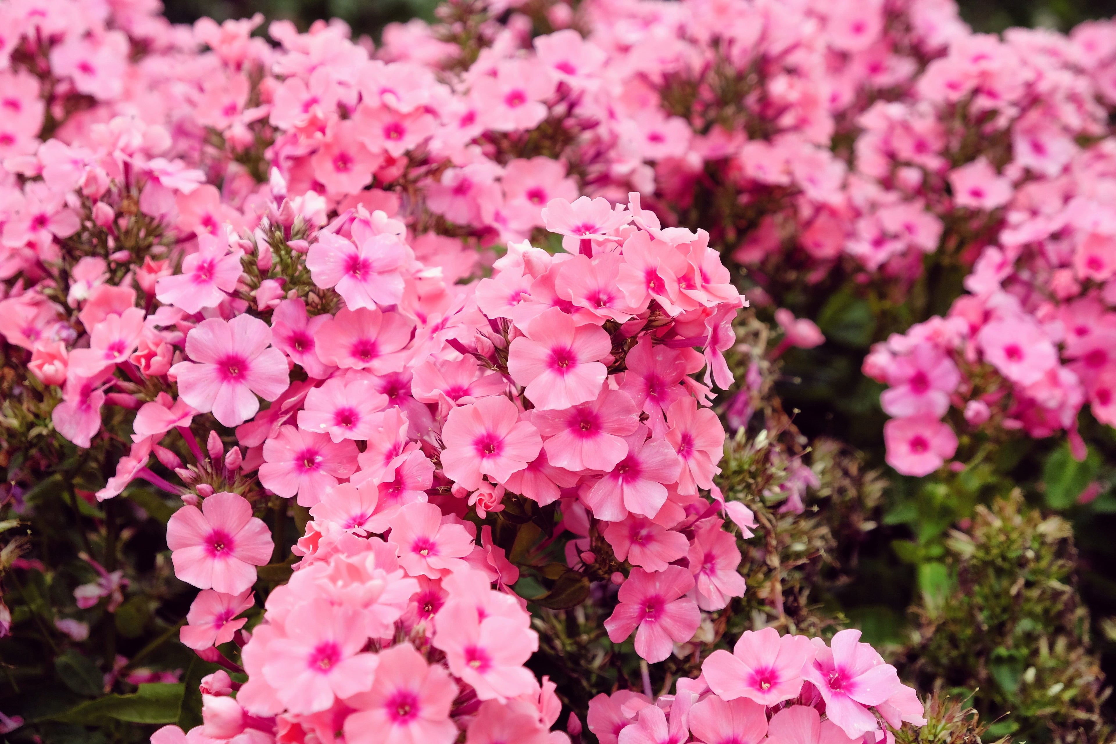 100 PINK DRUMMOND PHLOX Phlox Drummondii Flower Seeds