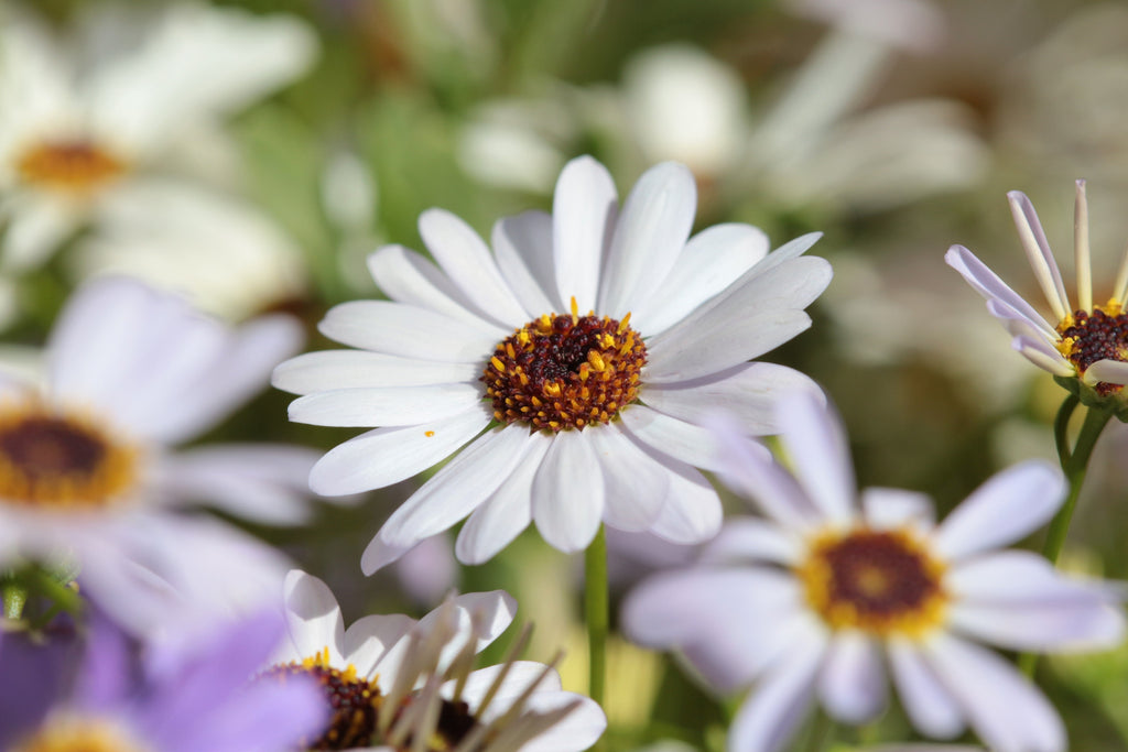 200 White SWAN RIVER DAISY Brachyscome Iberidifolia Flower Seeds