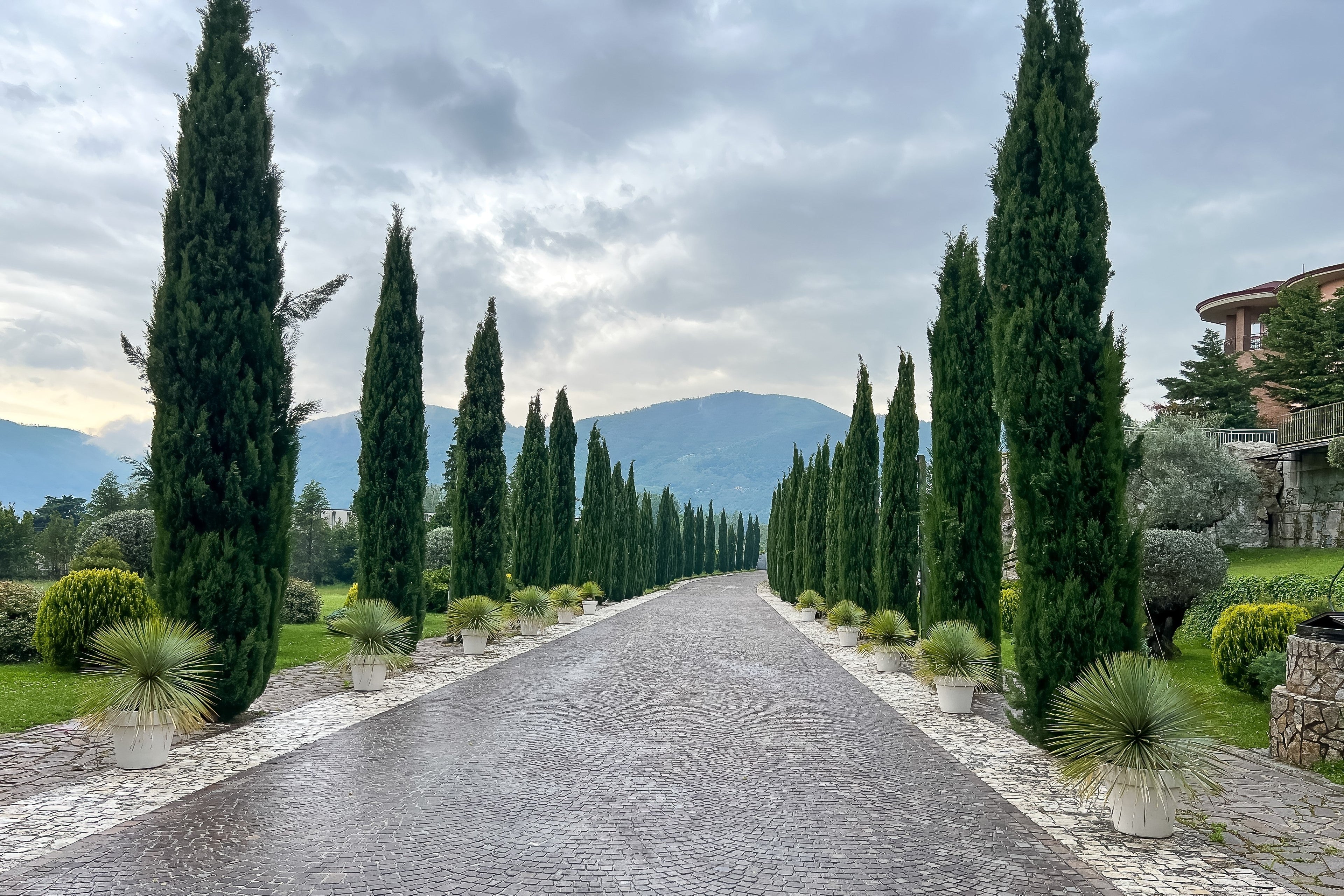 20 MEDITERRANEAN CYPRESS TREE Italian Pencil Pine Cedar Cupressus Sempervirens Stricta Seeds