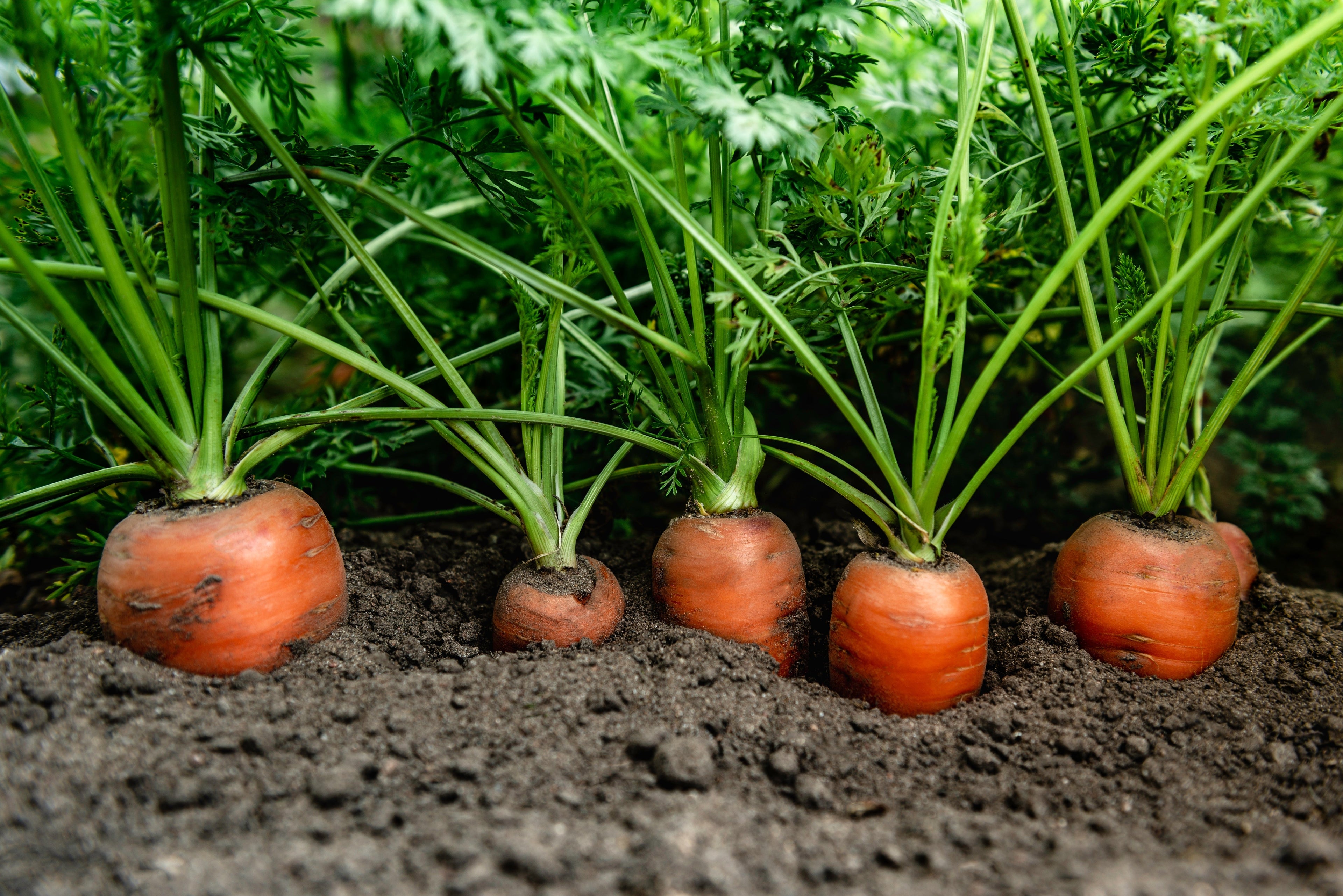 1500 TENDERSWEET CARROT Deep Orange Red Daucus Carota Vegetable Seeds