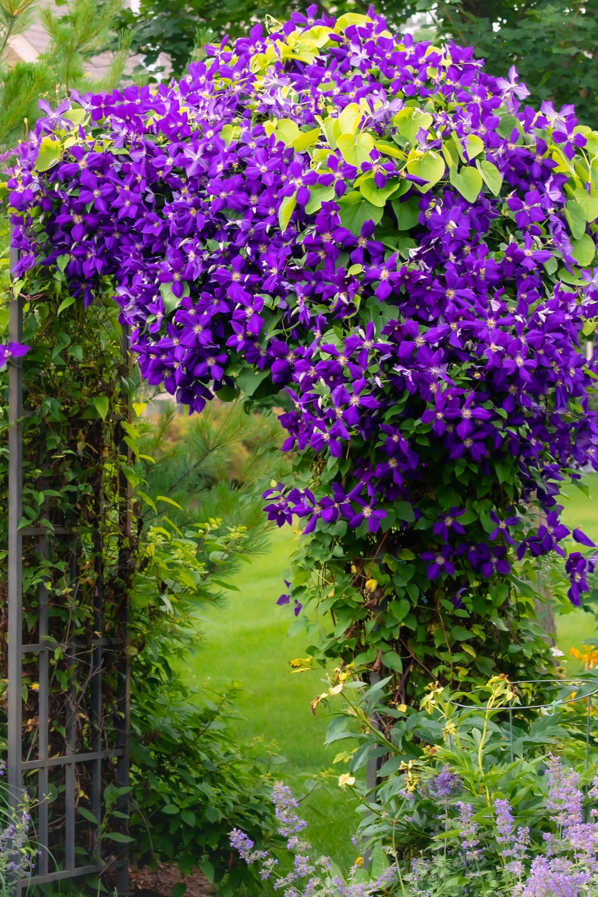 10 MIXED HYBRID CLEMATIS Hybrida Red Purple Pink Blue Bicolor Flower Vine Seeds