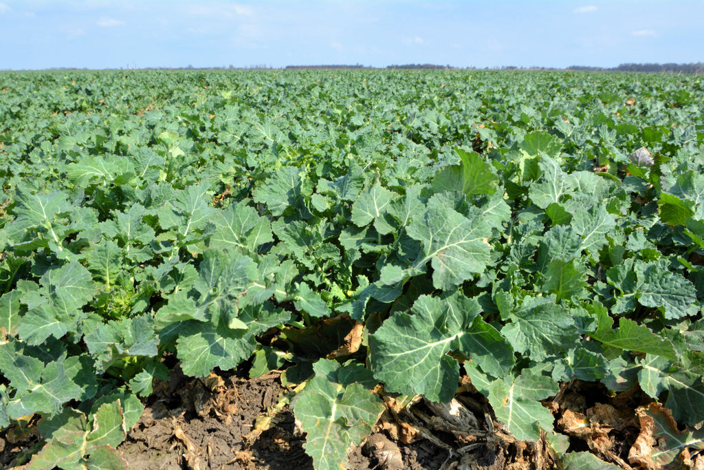 1000 Dwarf ESSEX RAPE KALE Rapeseed Brassica Napus Vegetable Seeds