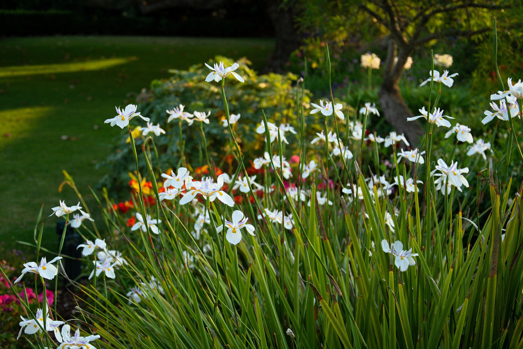 25 WHITE AFRICAN IRIS Fortnight Lily Dietes Iridioides Vegeta aka Cape or Butterfly Iris Yellow Purple Flower Seeds