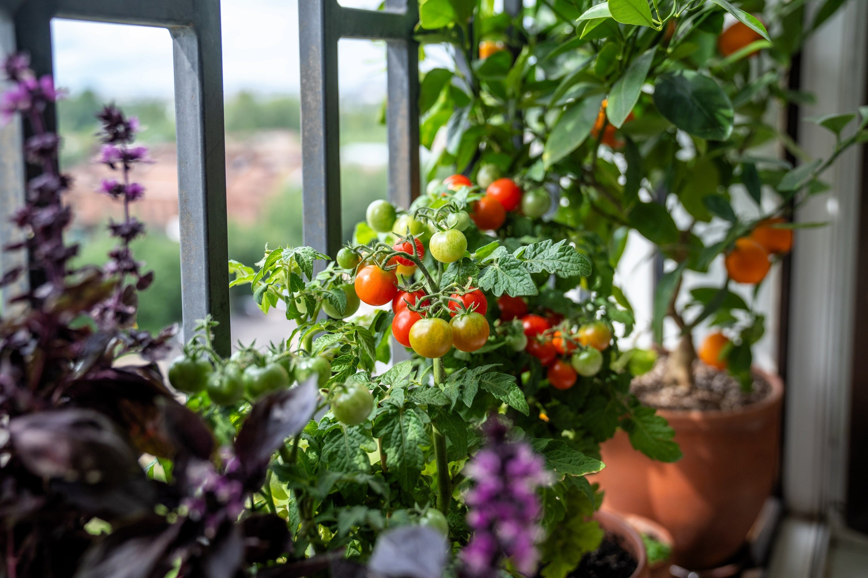 30 Dwarf Cherry TOMATO TINY TIM Solanum Lycoperscium Red Fruit Seeds