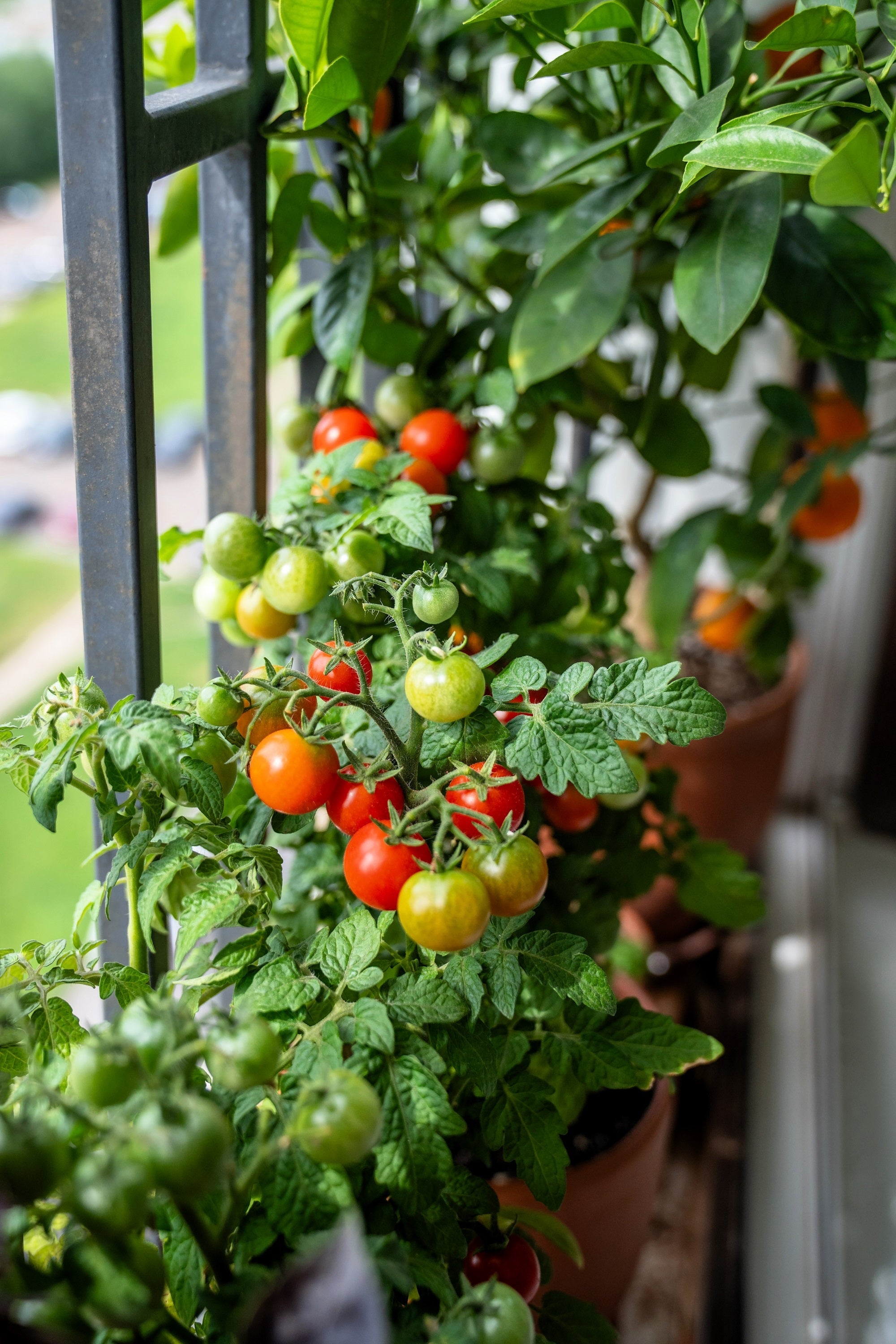 30 Dwarf Cherry TOMATO TINY TIM Solanum Lycoperscium Red Fruit Seeds