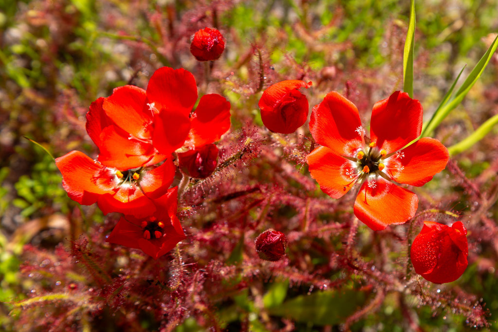 10 CARNIVOROUS SUNDEW PLANT Drosera Flower Seeds