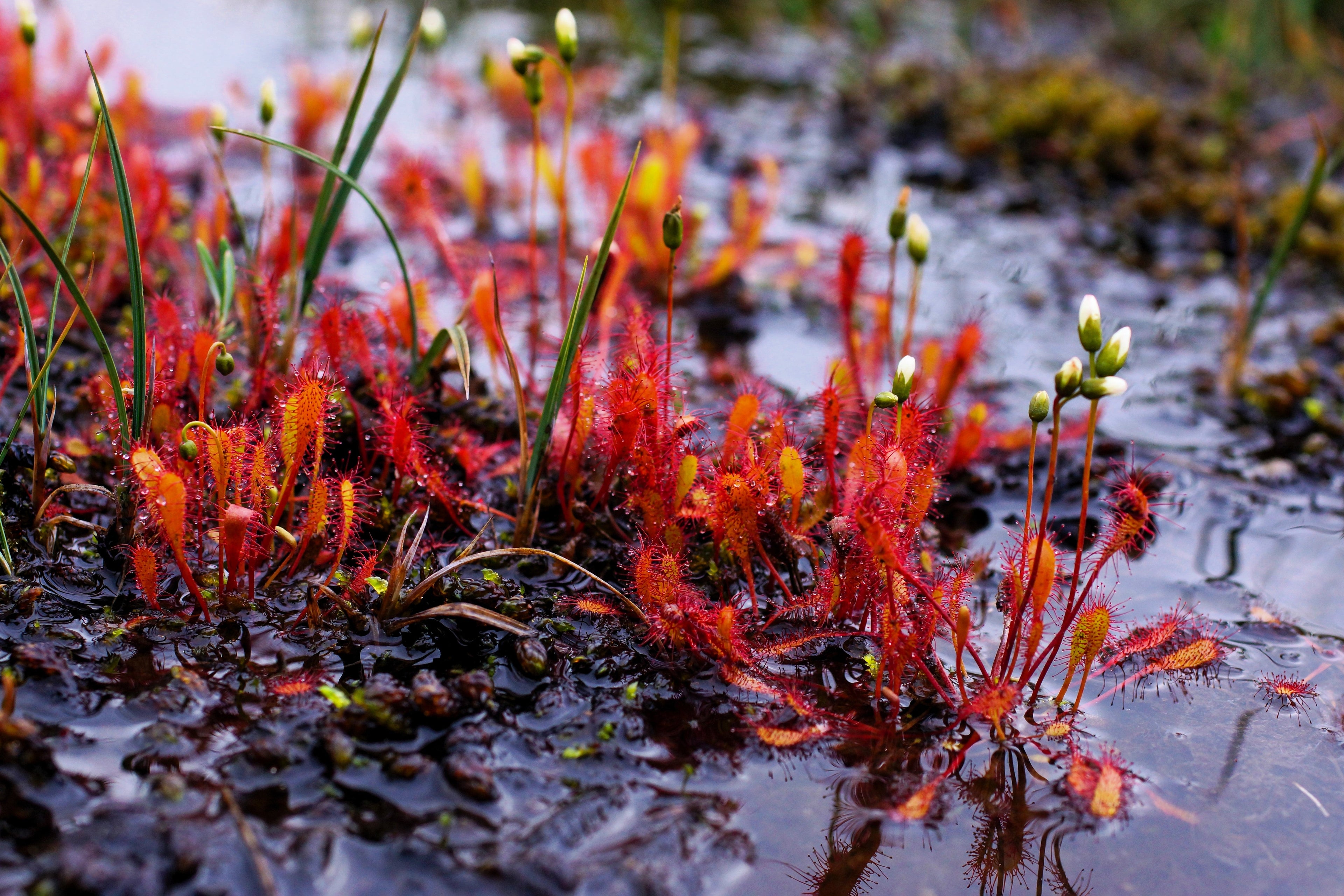 10 CARNIVOROUS SUNDEW PLANT Drosera Flower Seeds