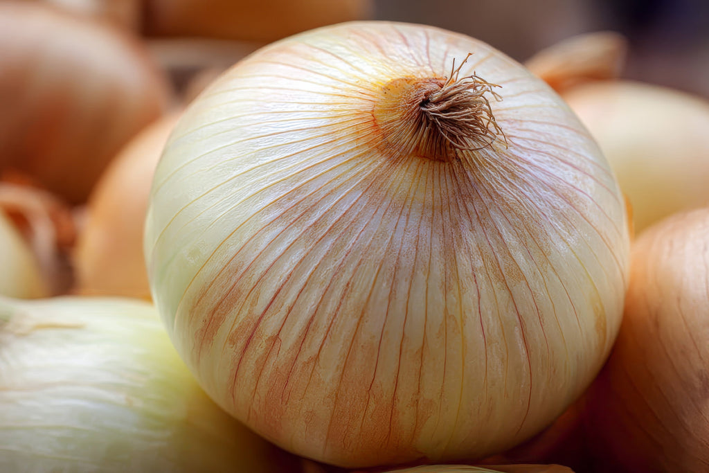 400 Texas EARLY GRANO ONION Large Sweet Yellow Allium Cepa Vegetable Seeds