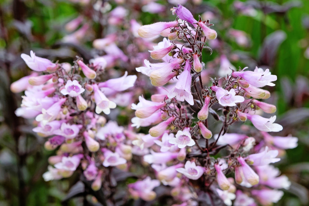 500 CALICO BEARDTONGUE (Smooth Beardtongue / Eastern Beardtongue) Penstemon Calycosus Flower Seeds