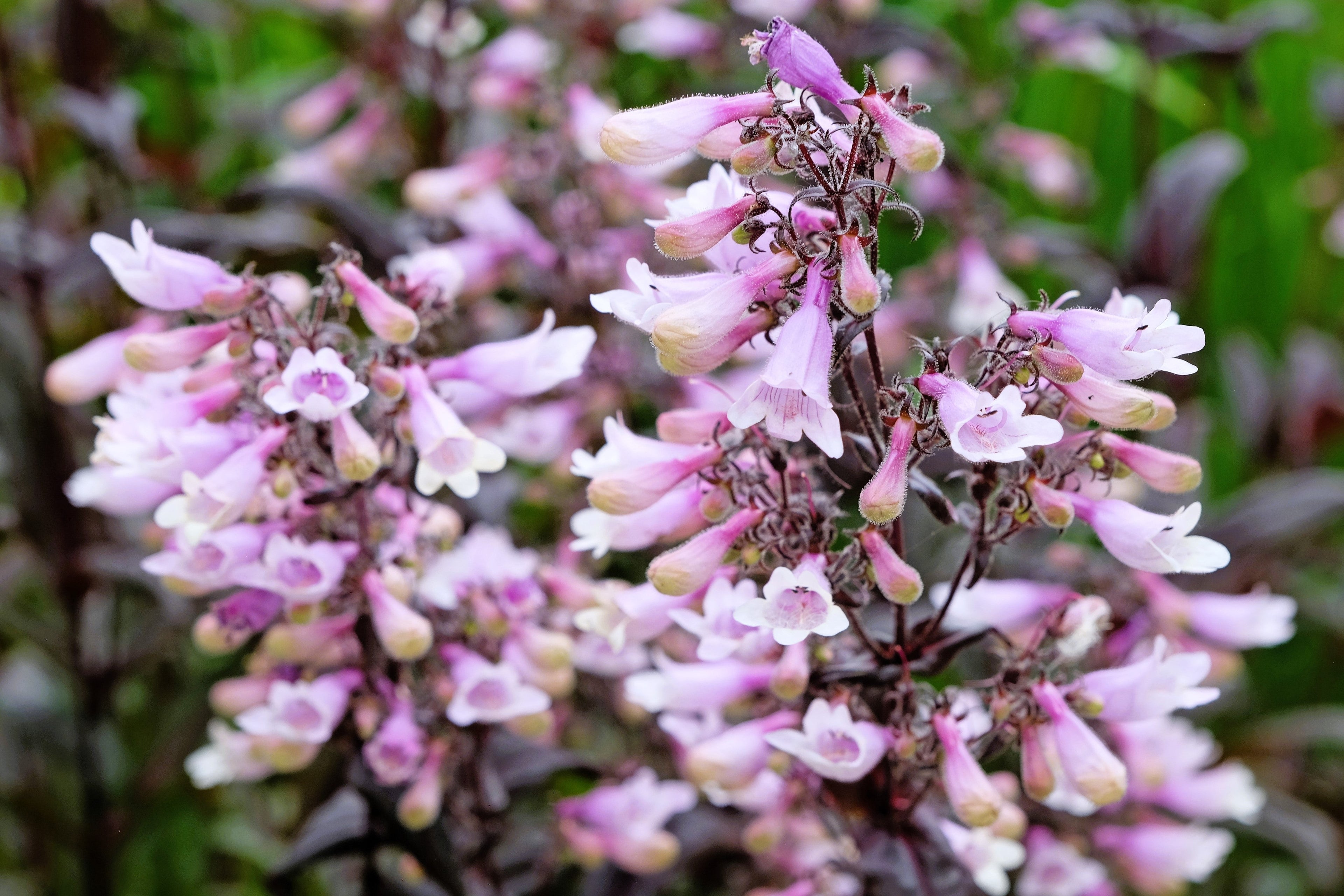 500 CALICO BEARDTONGUE (Smooth Beardtongue / Eastern Beardtongue) Penstemon Calycosus Flower Seeds
