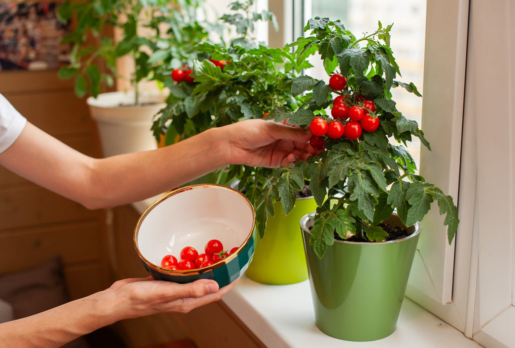 30 Dwarf Cherry TOMATO TINY TIM Solanum Lycoperscium Red Fruit Seeds