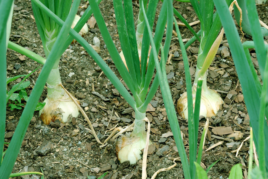 400 Texas EARLY GRANO ONION Large Sweet Yellow Allium Cepa Vegetable Seeds