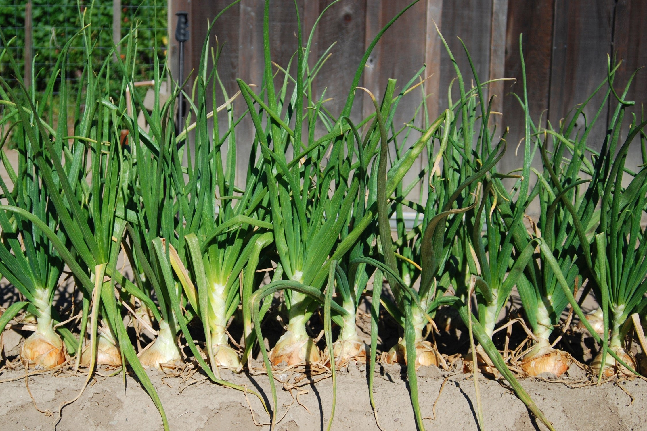 400 Texas EARLY GRANO ONION Large Sweet Yellow Allium Cepa Vegetable Seeds