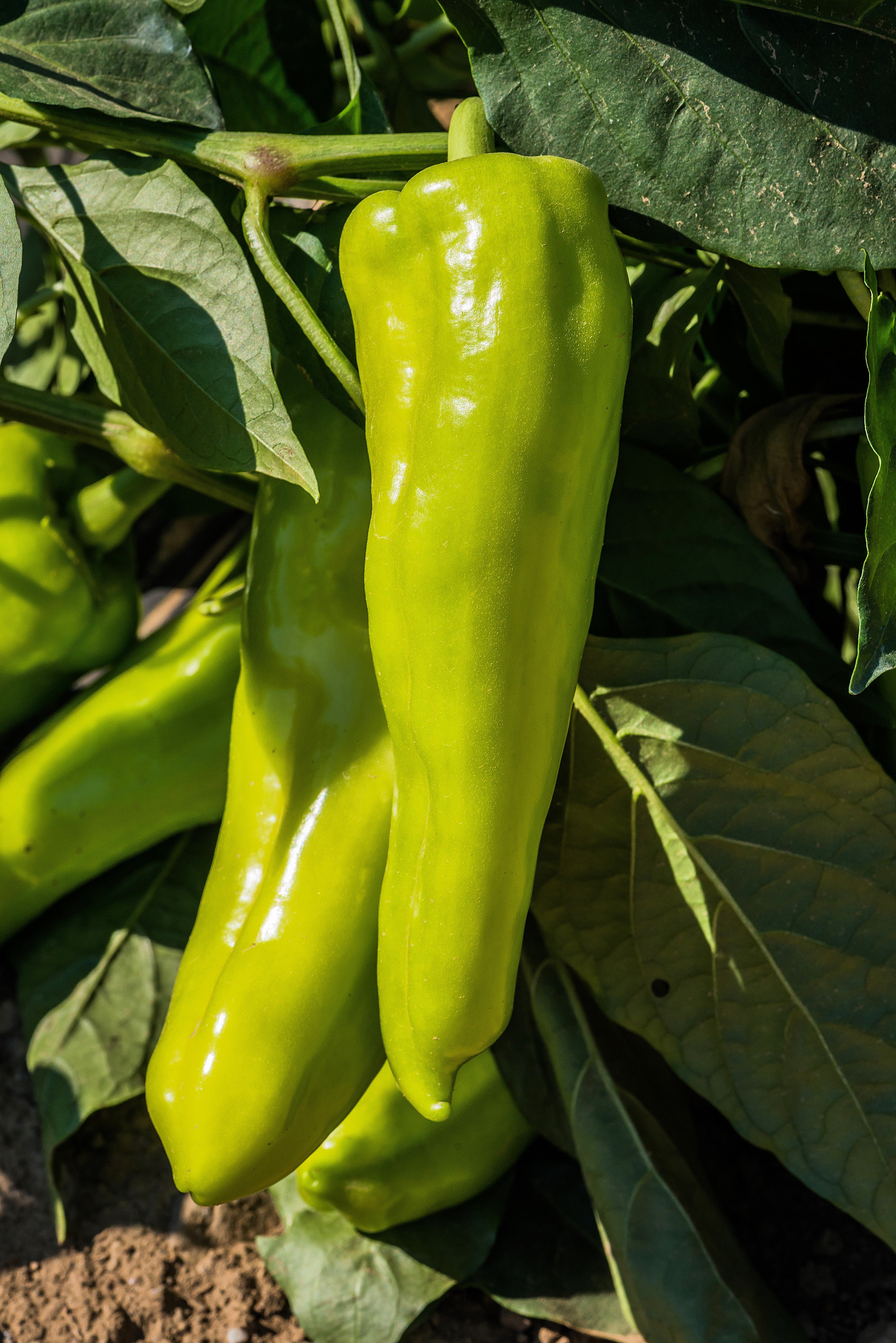 75 CUBANELLE PEPPER (Italian Sweets / Banana Pepper / Italian Frying Pepper) Capsicum Annuum Vegetable Seeds