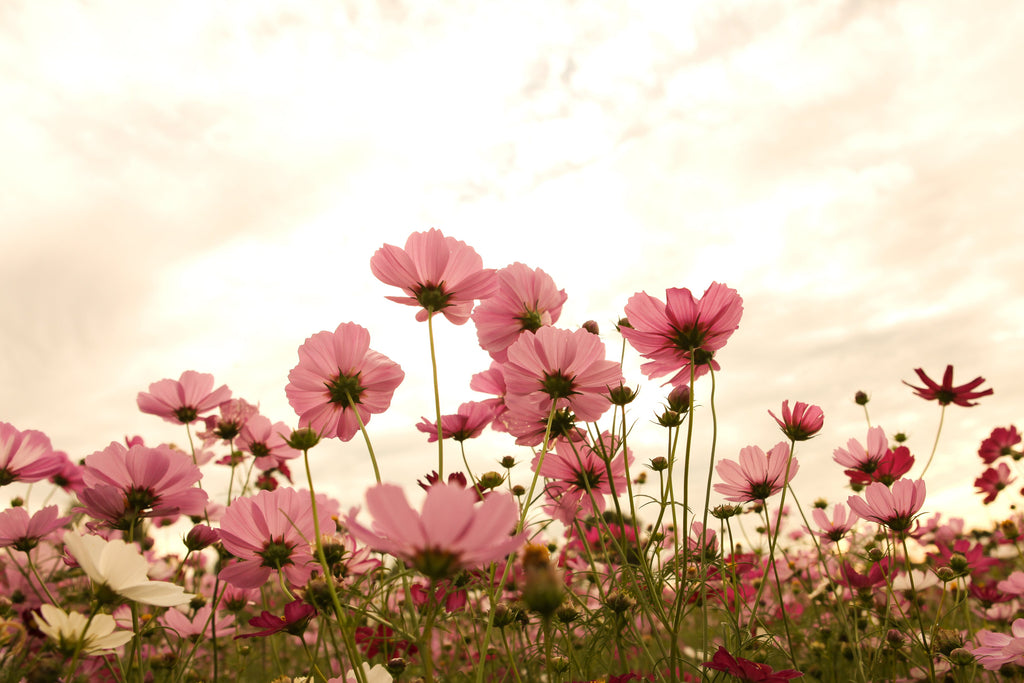 20 APRICOTTA COSMOS Bipinnatus Apricot & Rose Pink Bicolor Flower Seeds