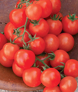 Tomato - Sweetie
